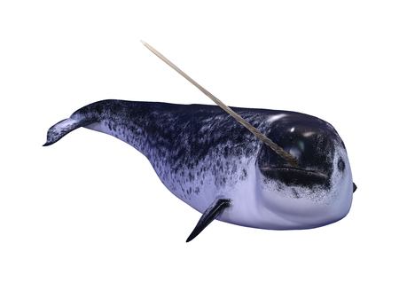 3D rendering of a male narwhal or Monodon monoceros, or narwhale isolated on white backgroundの写真素材