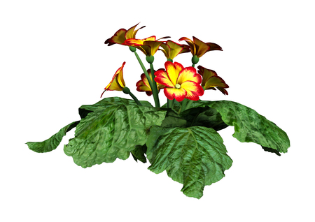 3D rendering of primrose flowers or Primula vulgaris isolated on white backgroundの写真素材