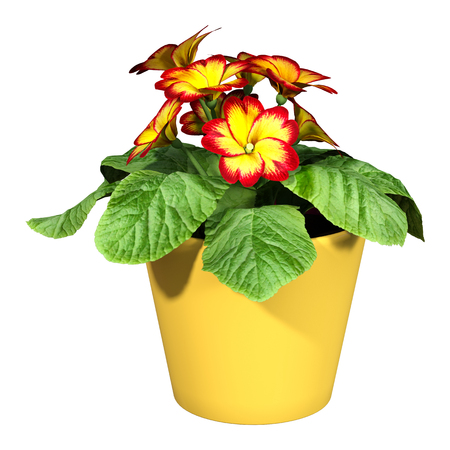 3D rendering of primrose flowers or Primula vulgaris isolated on white backgroundの写真素材