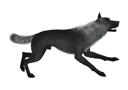 3D rendering of a black wolf isolated on white backgroundの写真素材