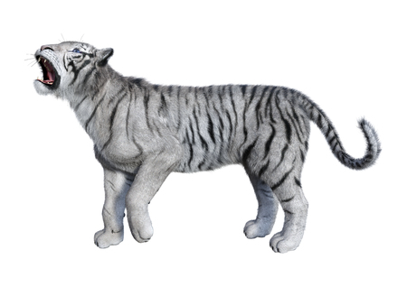 3D rendering of a white tiger isolated on white backgroundの写真素材