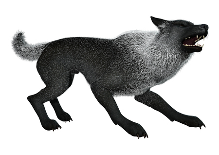 3D rendering of a black wolf isolated on white backgroundの写真素材