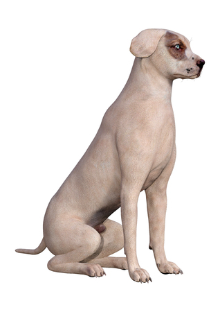 3D rendering of a crossbreed dog with blue eyes isolated on white backgroundの写真素材
