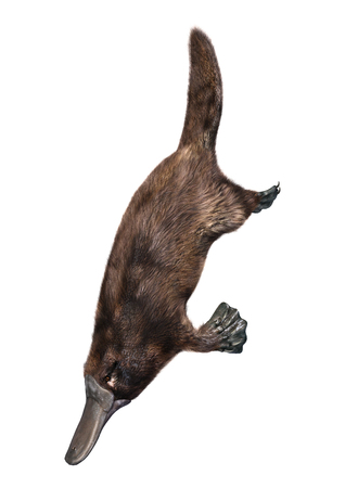 3D rendering of an exotic animal platypus isolated on white backgroundの写真素材