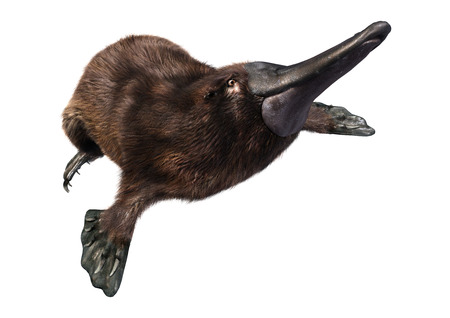 3D rendering of an exotic animal platypus isolated on white backgroundの写真素材