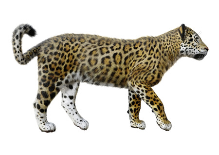 3D rendering of a big cat jaguar isolated on white backgroundの写真素材