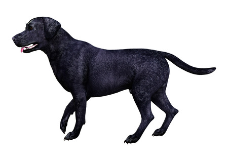 3D rendering of a black labrador dog isolated on white backgroundの写真素材