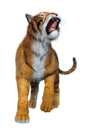 3D rendering of a big cat tiger isolated on white backgroundの写真素材