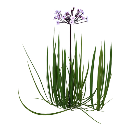3D rendering of a Butomus umbellatus or flowering rush or grass rush flowers isolated on white backgroundの写真素材