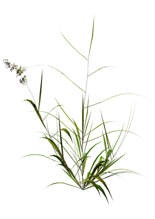 3D rendering of a patch of green grass isolated on white backgroundの写真素材