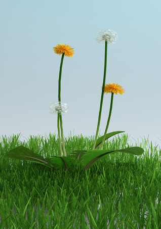 3D rendering of dandelion flowers in green grass on light blue backgroundの写真素材
