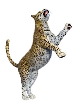 3D Rendering Big Cat Leopard on Whiteの写真素材