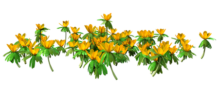 3D rendering of a group of winter aconite flowers isolated on white backgroundの写真素材