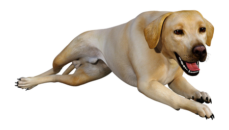 3D rendering of a yellow labrador dog isolated on white backgroundの写真素材