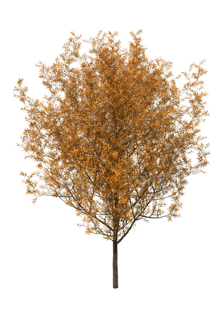 3D rendering of a crack willow or Salix fragilis or brittle willow isolated on white backgroundの写真素材