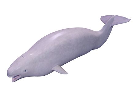 3D rendering of a narwhal calf or Monodon monoceros, or narwhale isolated on white backgroundの写真素材