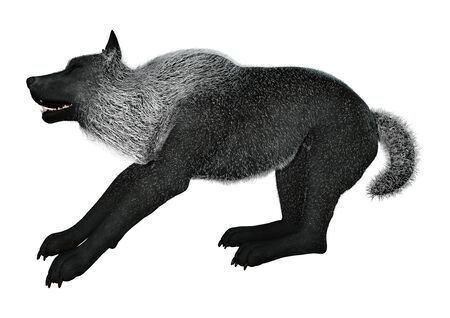 3D rendering of a black wolf isolated on white backgroundの写真素材