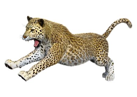 3D rendering of a big cat leopard isolated on white backgroundの写真素材
