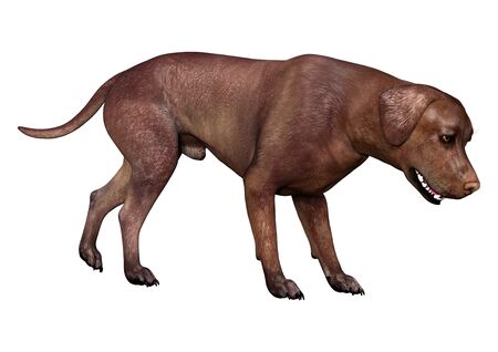 3D rendering of a brown labrador dog isolated on white background