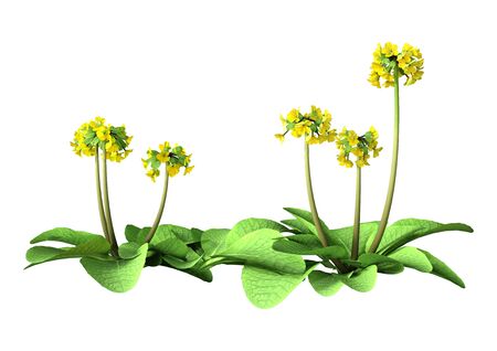 3D rendering of blooming Primula veris flowers or cowslip, common cowslip, cowslip primrose isolated on white backgroundの写真素材