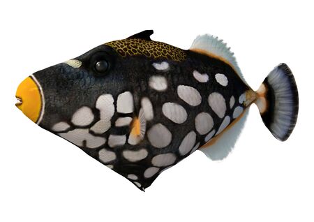 3D rendering of a clown triggerfish or Balistoides conspicillum or bigspotted triggerfishisolated on...