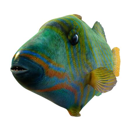 3D rendering of an orange lined triggerfish or undulate triggerfish or Balistapus undulatus isolated...