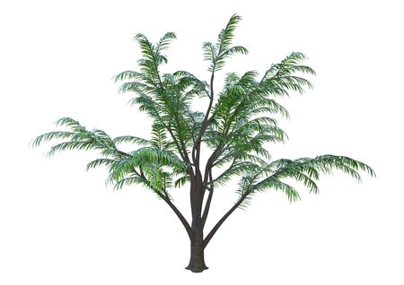 3D rendering of a green albizia tree isolated on white backgroundの写真素材