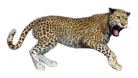 3D rendering of a big cat leopard isolated on white backgroundの写真素材