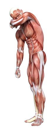 3D rendering of a male figure with muscle maps isolated on white backgroundの写真素材