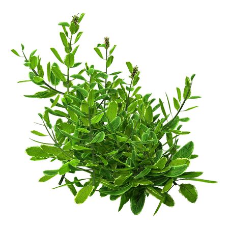 3D rendering of a green pineapple mint plant isolated on white backgroundの写真素材