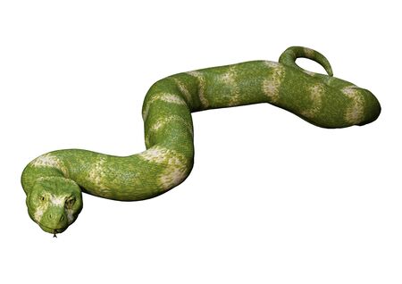 3D rendering of a green viper snake isolated on white background