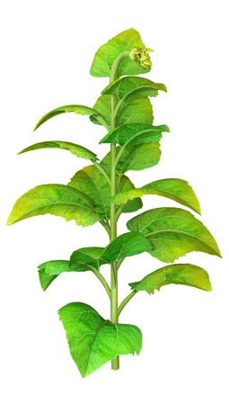 3D rendering of a single common sunflower or Helianthus plant isolated on white backgroundの写真素材