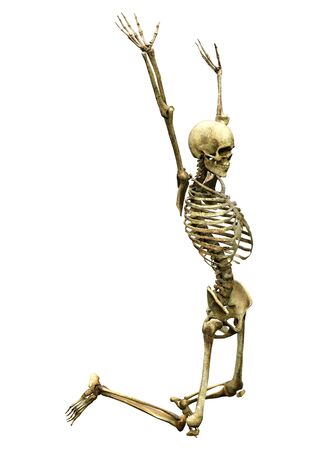 3D rendering of a human skeleton isolated on white backgroundの写真素材