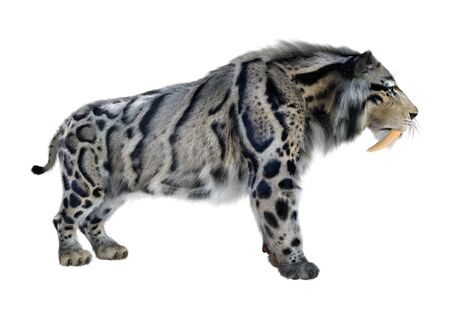 3D rendering of a sabertooth tiger isolated on white backgroundの写真素材