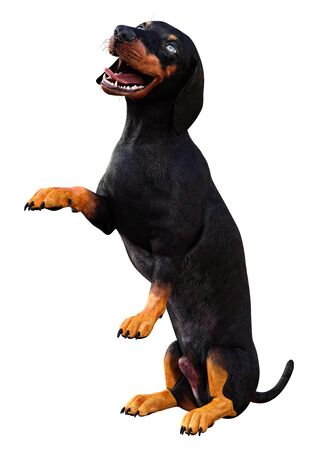 3D rendering of a dachshund or badger dog or sausage dog isolated on white backgroundの写真素材