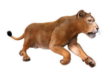 3D rendering of a female lion isolated on white backgroundの写真素材