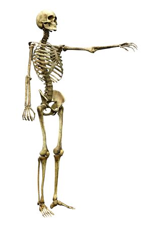 3D rendering of a human skeleton isolated on white backgroundの写真素材