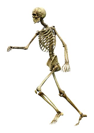 3D rendering of a human skeleton isolated on white backgroundの写真素材