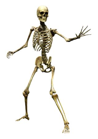 3D rendering of a human skeleton isolated on white backgroundの写真素材
