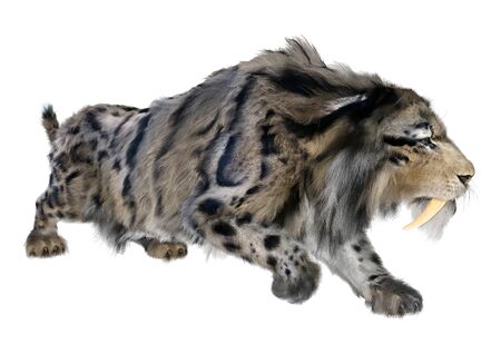 3D rendering of a sabertooth tiger isolated on white backgroundの写真素材