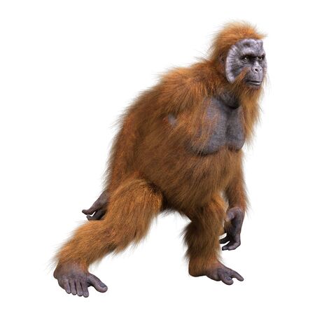 3D rendering of an orangutan ape isolated on white background