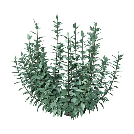 3D rendering of a buddleja plant or butterfly bush isolated on white backgroundの写真素材
