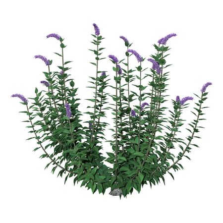 3D rendering of a buddleja plant or butterfly bush isolated on white backgroundの写真素材