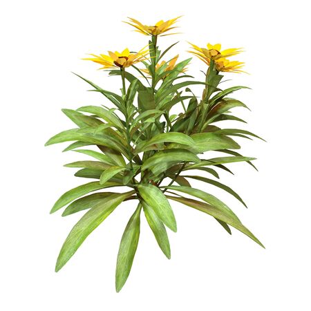 3D rendering of calendula flowers or common marigold isolated on white backgroundの写真素材