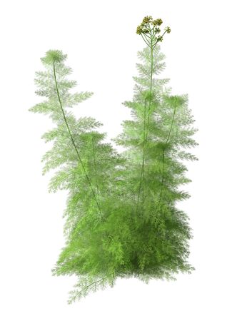 3D rendering of a fennel plant or Foeniculum vulgare isolated on white backgroundの写真素材
