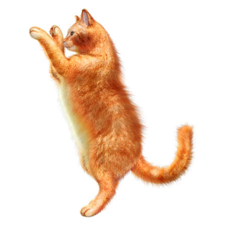 3D rendering of a red cat isolated on white backgroundの写真素材