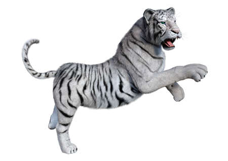 3D rendering of a white tiger isolated on white backgroundの写真素材