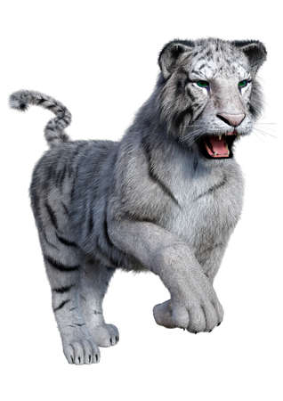 3D rendering of a white tiger isolated on white backgroundの写真素材