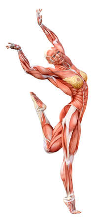 3D rendering of a female figure with muscle maps isolated on white backgroundの写真素材