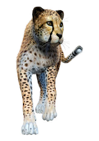 3D rendering of a big cheetah isolated on white backgroundの写真素材